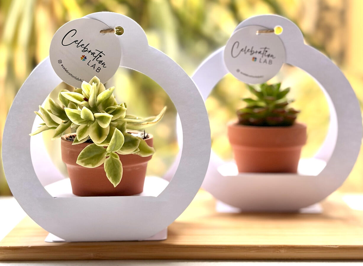 Succulent favour Succulent favour